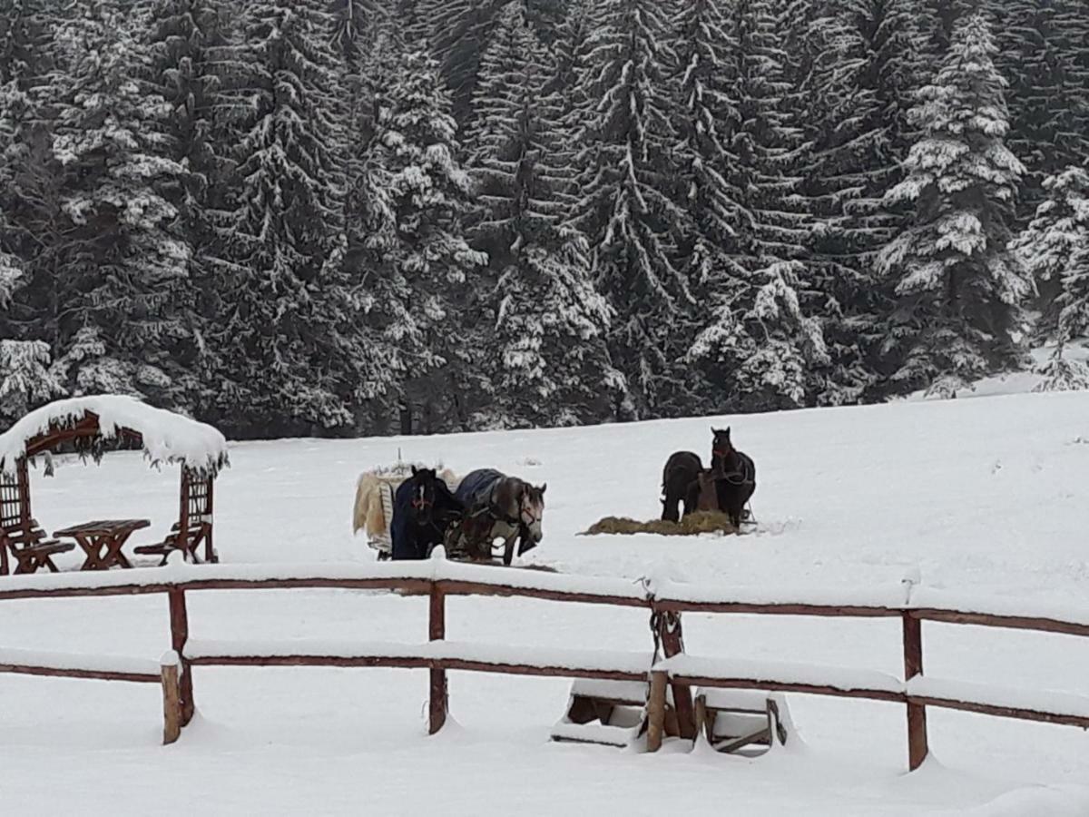 Luxury Mountain Apartment Poiana Brasov Εξωτερικό φωτογραφία